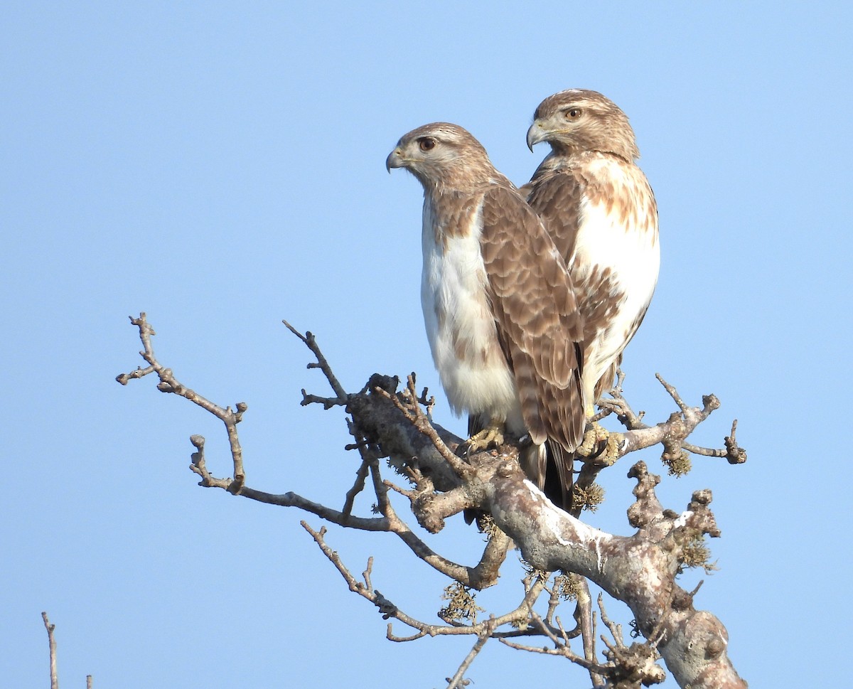 マダガスカルカッコウハヤブサ - ML644826108