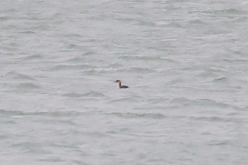 Somormujo Cuellirrojo - ML644826111