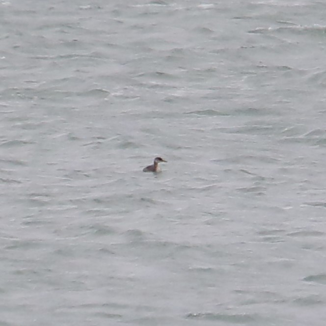 Somormujo Cuellirrojo - ML644826112