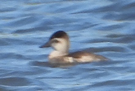 Американская савка - ML644826114