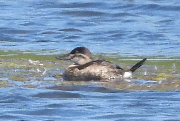 Американская савка - ML644826115