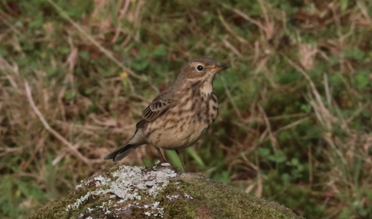 פפיון אמריקני - ML644826116