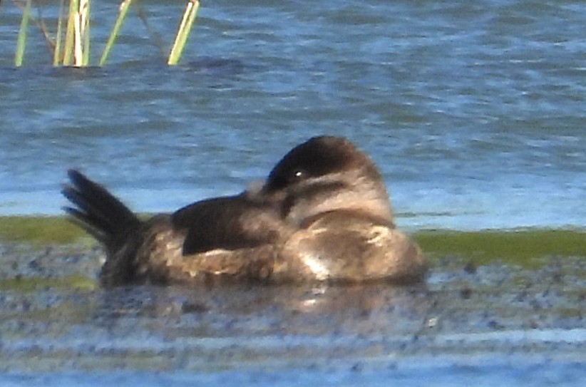 Американская савка - ML644826117