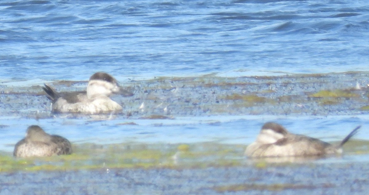 Американская савка - ML644826118