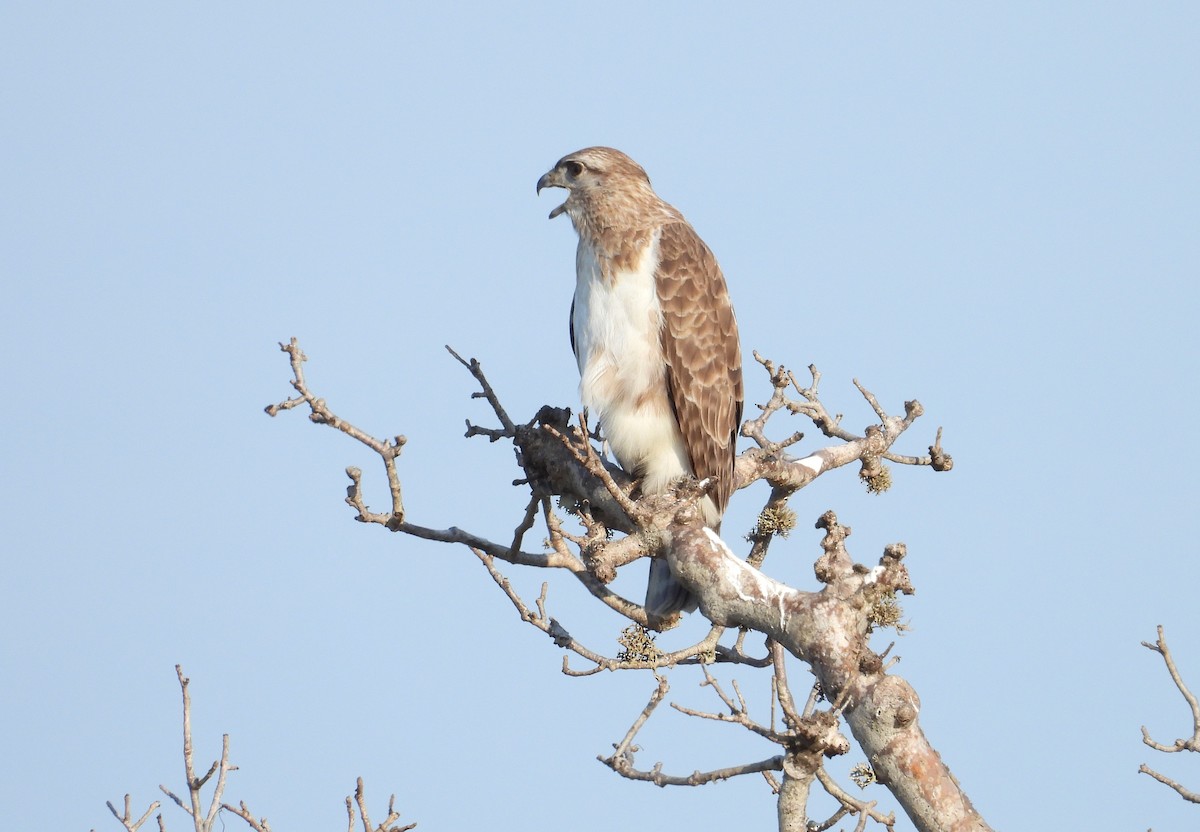 マダガスカルカッコウハヤブサ - ML644826119