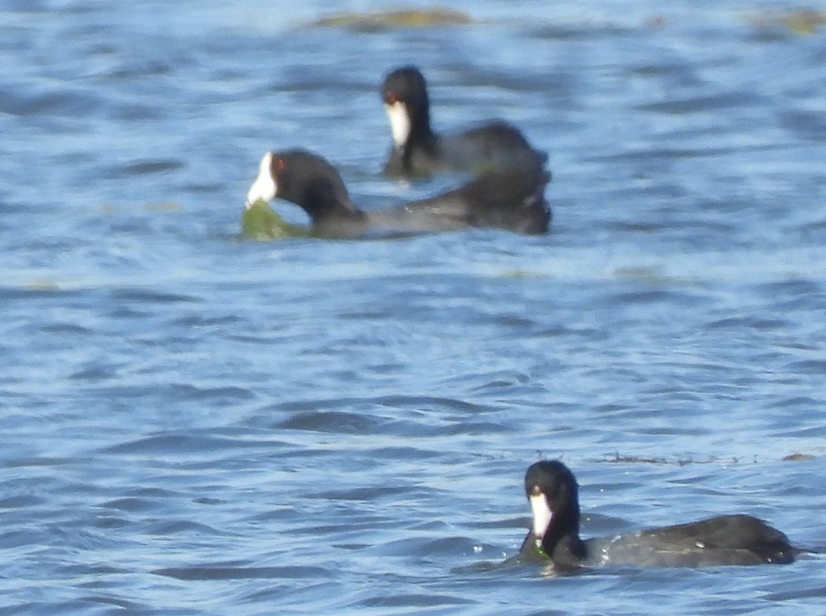 Foulque d'Amérique - ML644826127