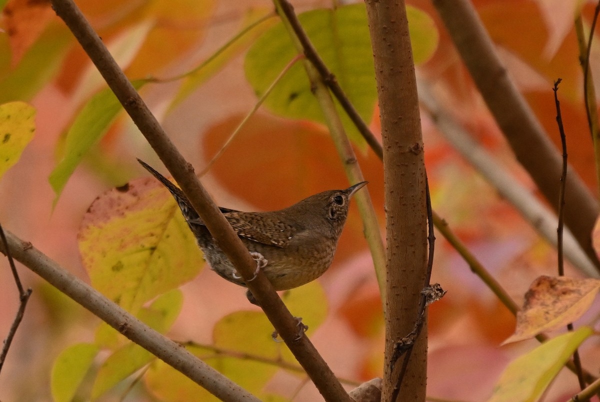 Northern House Wren - ML644826136