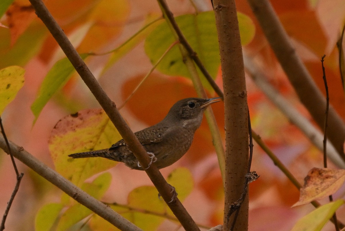 Northern House Wren - ML644826137