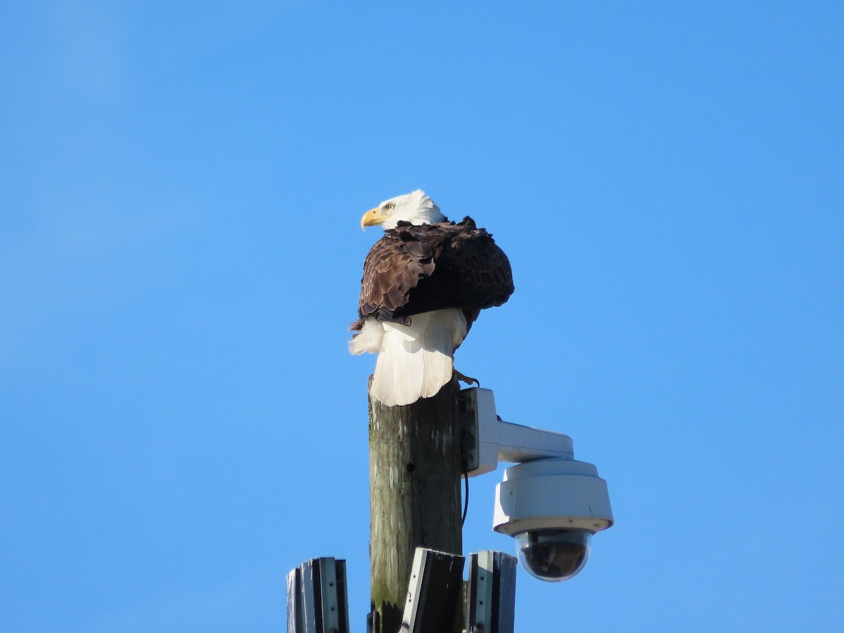 ハクトウワシ - ML644826145