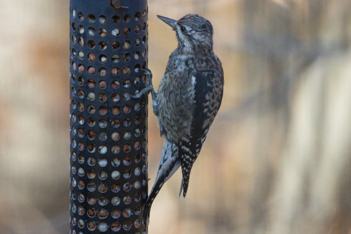 Sarı Karınlı Ağaçkakan - ML644826148