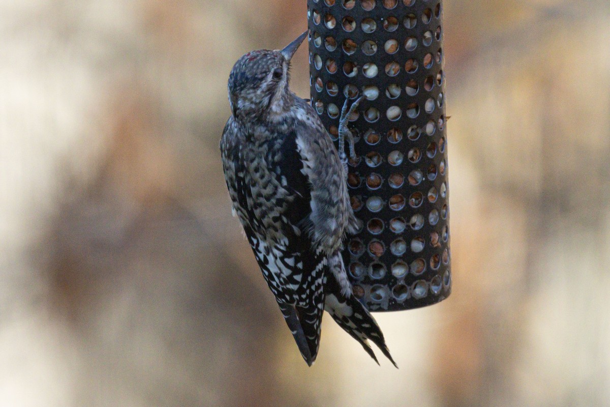 Sarı Karınlı Ağaçkakan - ML644826149