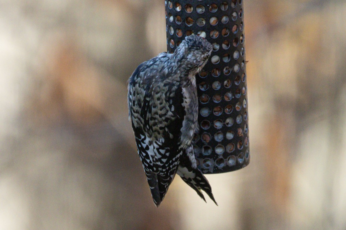 Sarı Karınlı Ağaçkakan - ML644826150