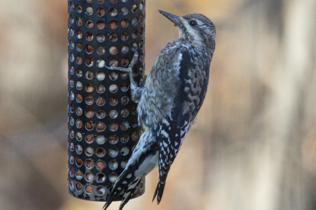 Sarı Karınlı Ağaçkakan - ML644826151