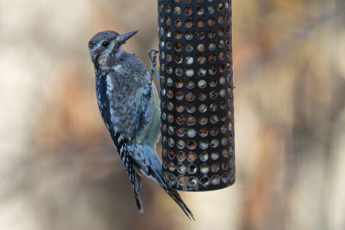 Sarı Karınlı Ağaçkakan - ML644826152
