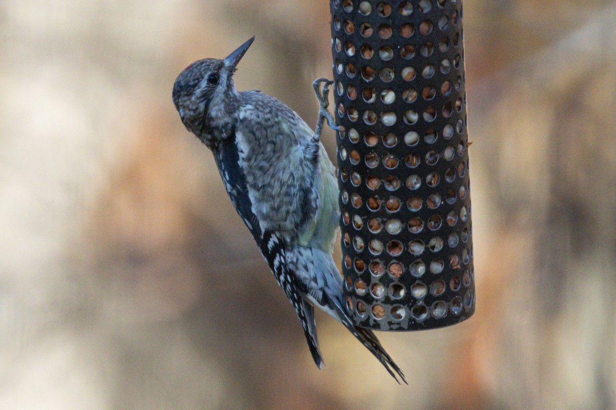Sarı Karınlı Ağaçkakan - ML644826153