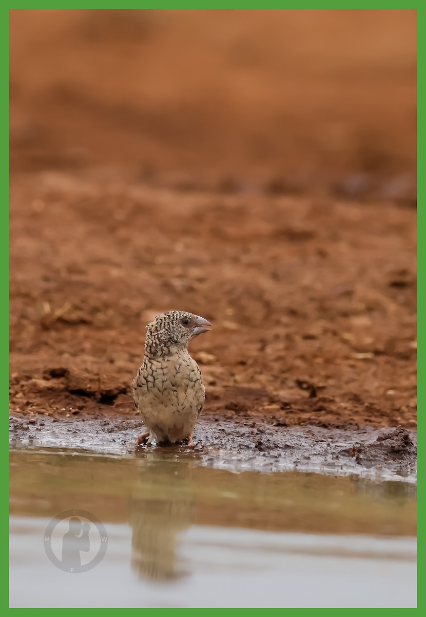 Cut-throat - ML644826164