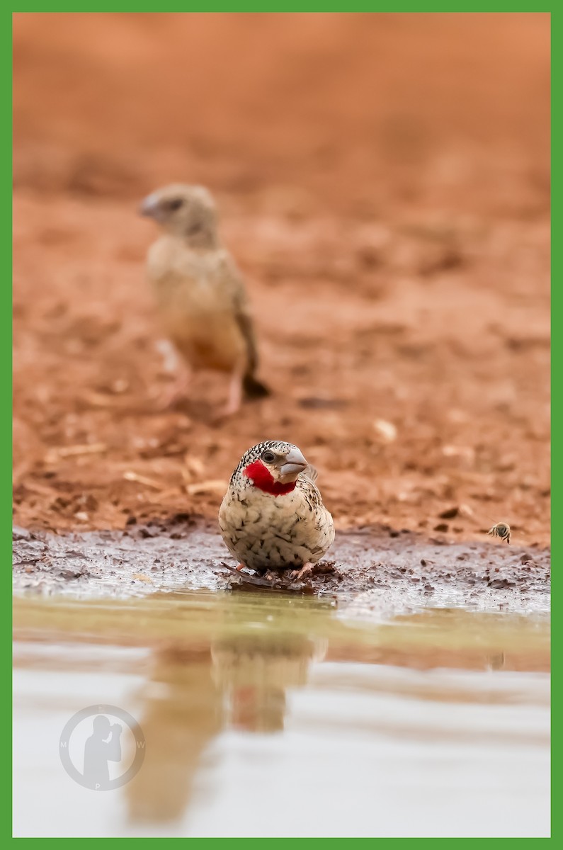 Cut-throat - ML644826165