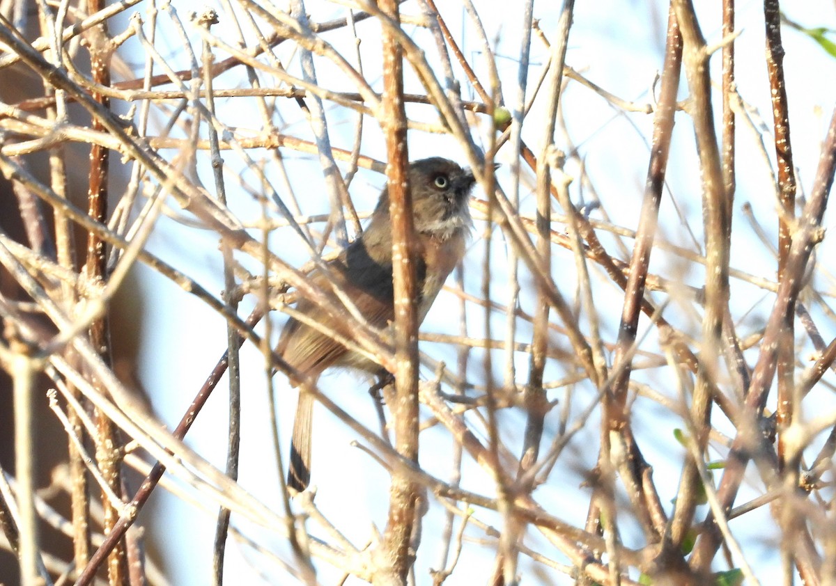 Archbold's Newtonia - ML644826167