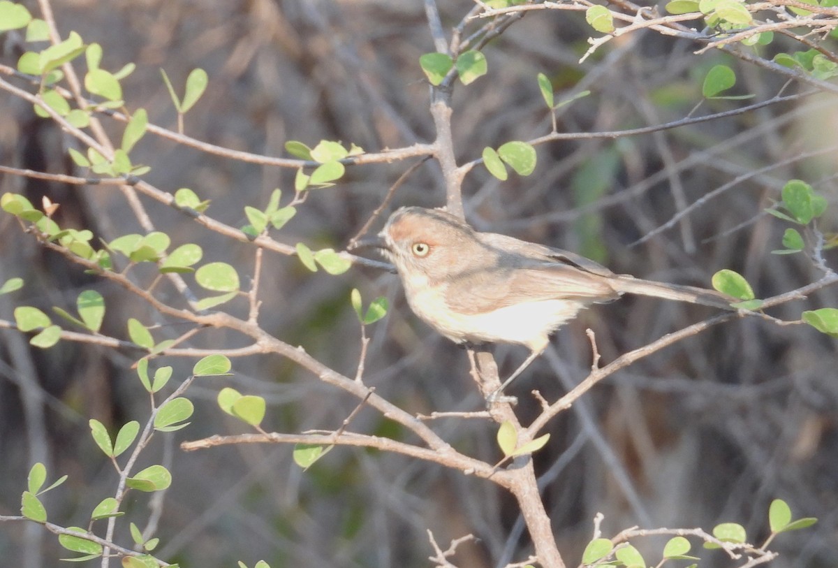 Archbold's Newtonia - ML644826179