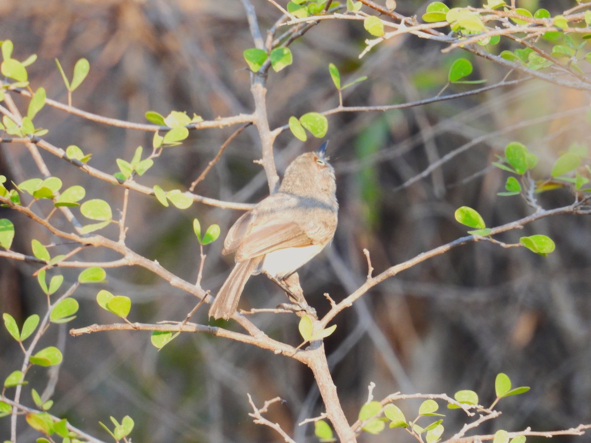 Archbold's Newtonia - ML644826183