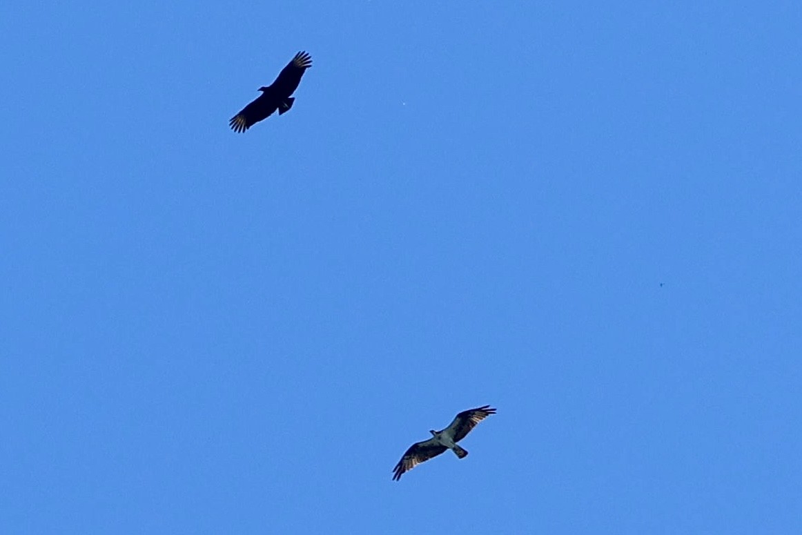 Чёрная катарта - ML644826184