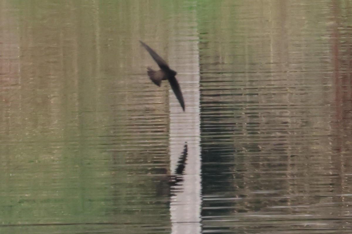 Vaux's Swift - ML644826189