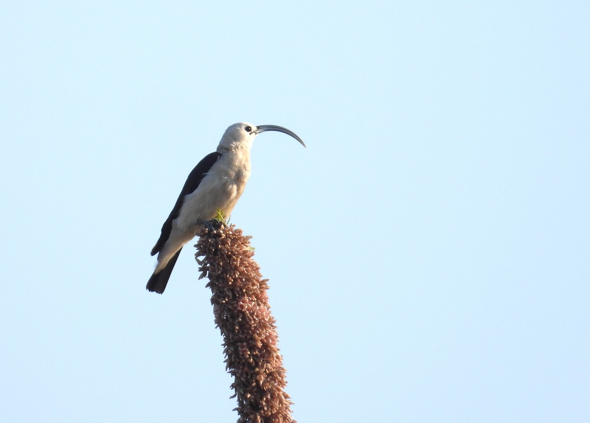 Sickle-billed Vanga - ML644826200