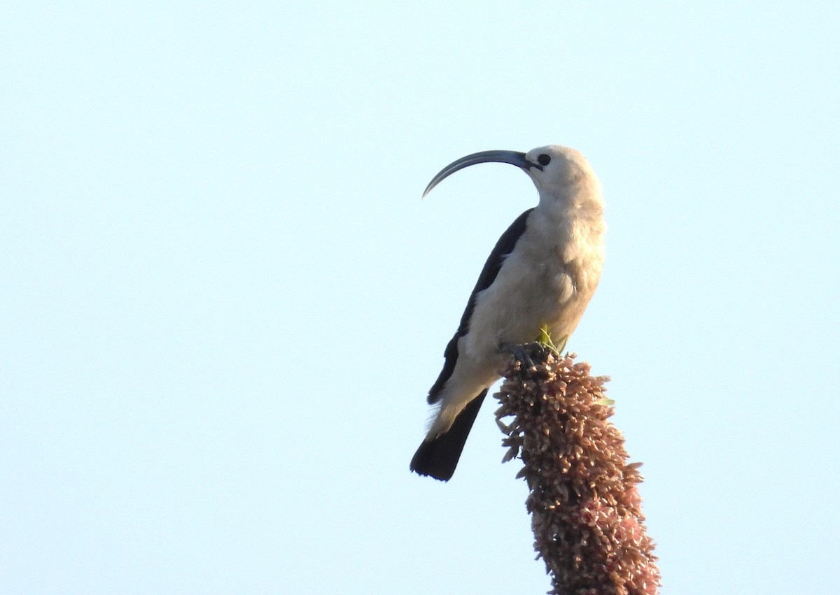 Sickle-billed Vanga - ML644826204