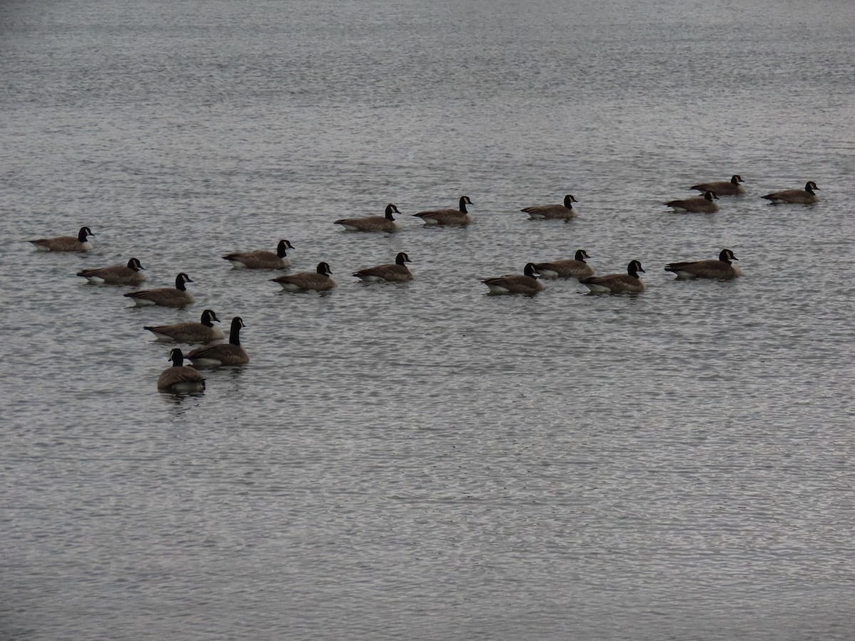 berneška malá - ML644826210