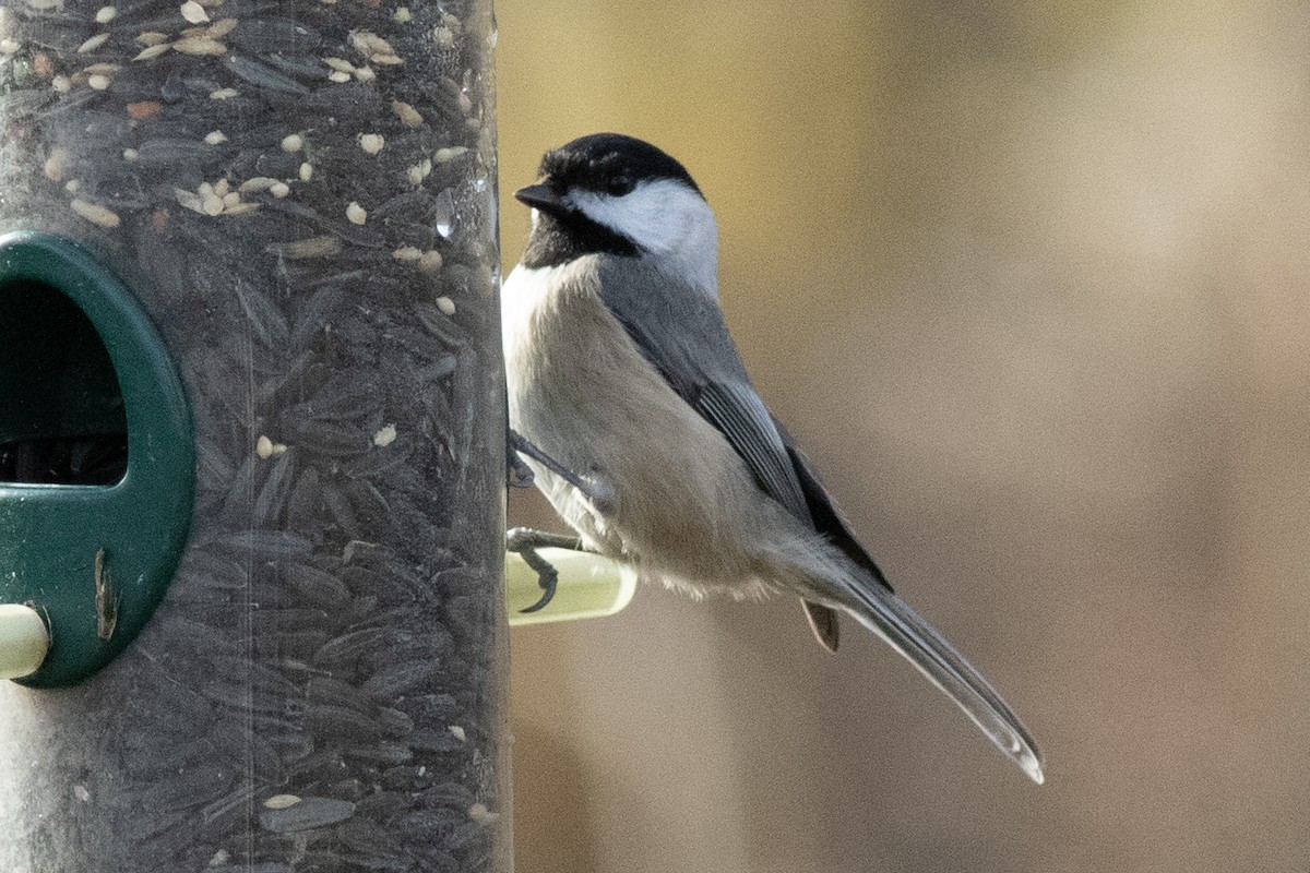 Carolina Chickadee - ML644826212