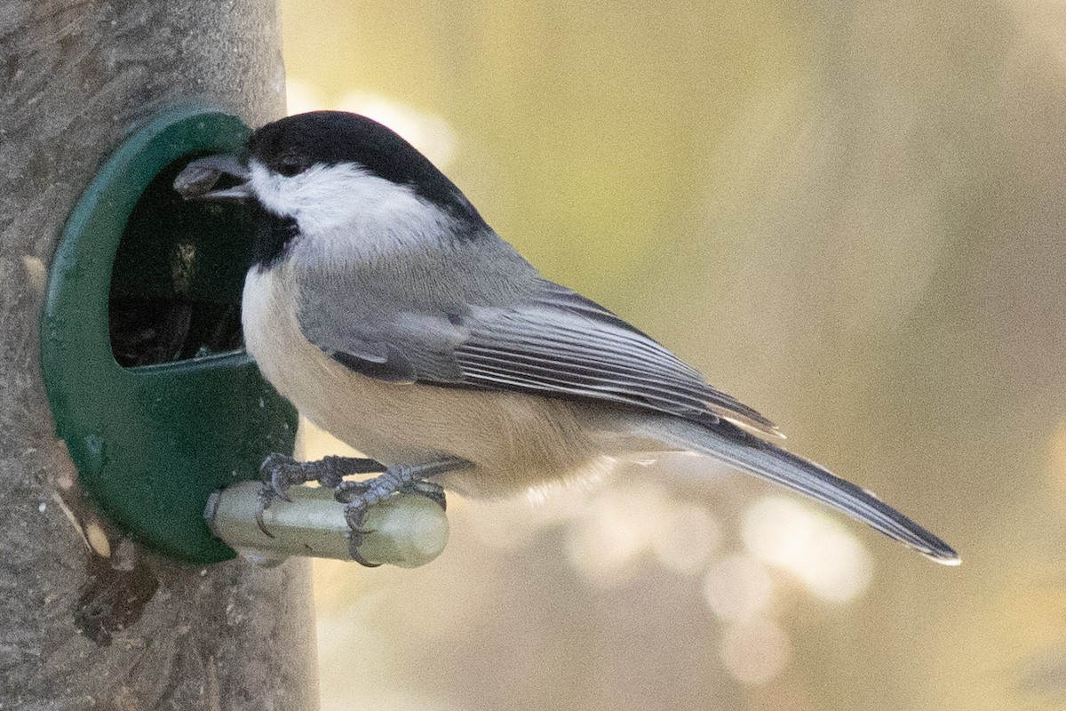 Carolina Chickadee - ML644826213