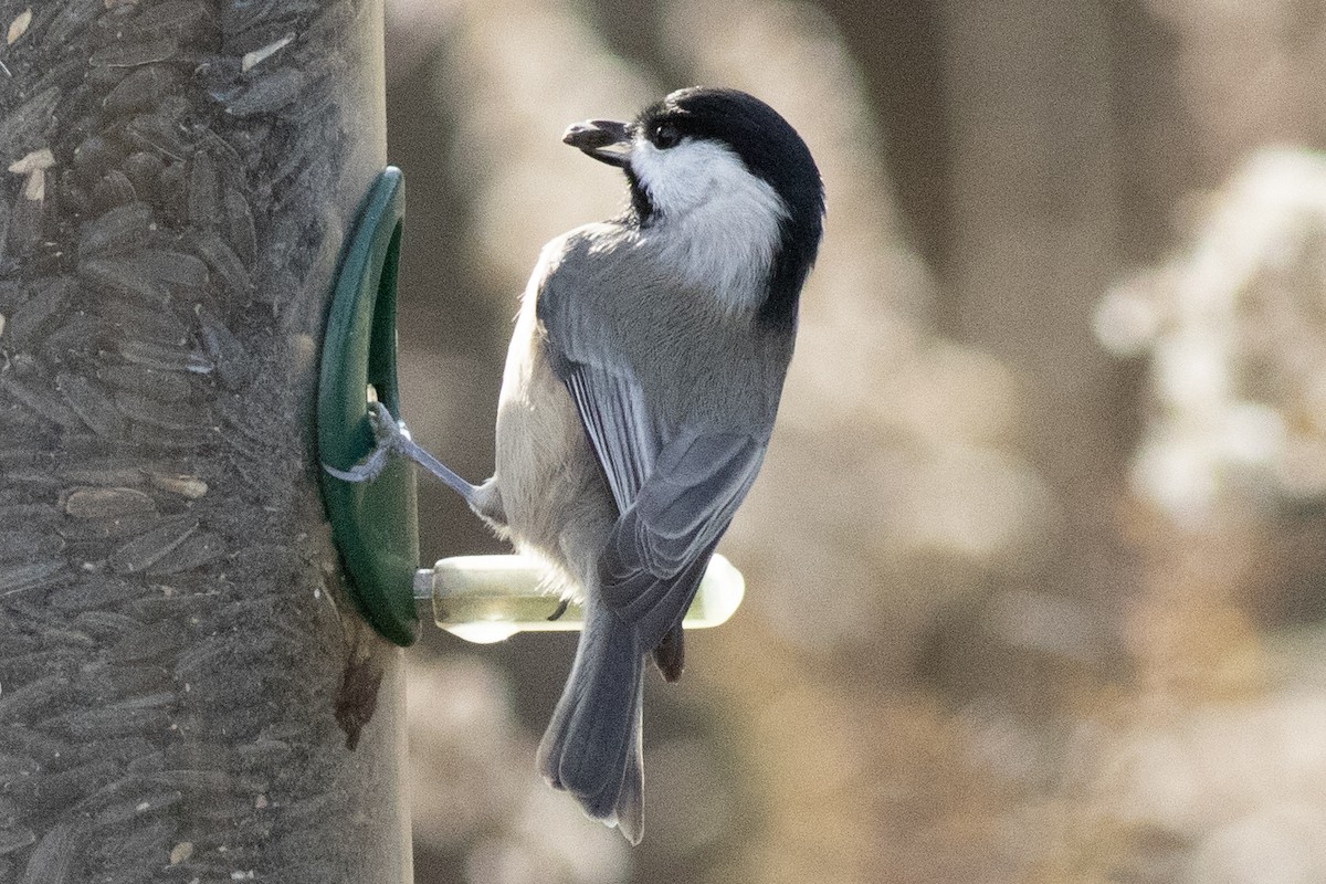 Carolina Chickadee - ML644826214
