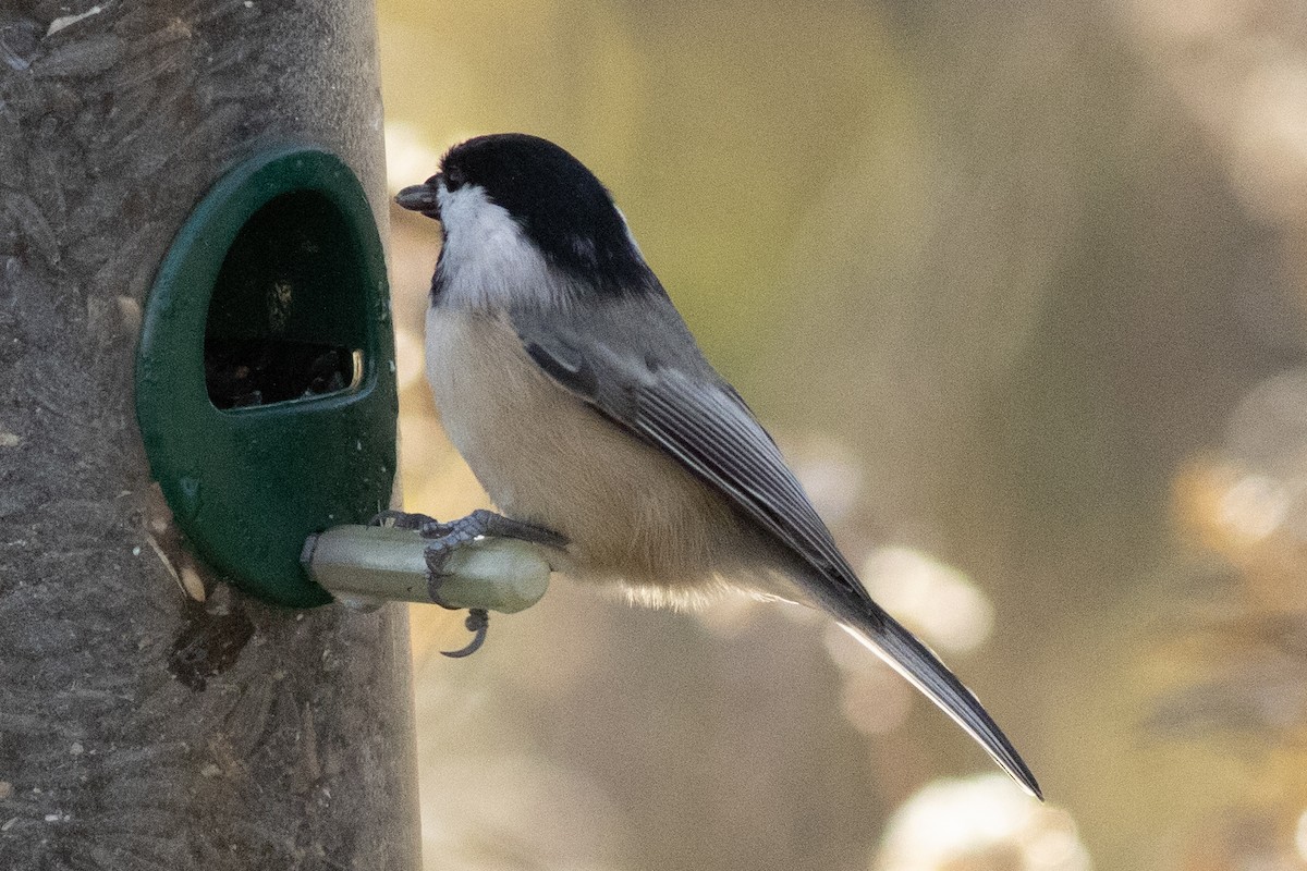 Carolina Chickadee - ML644826215