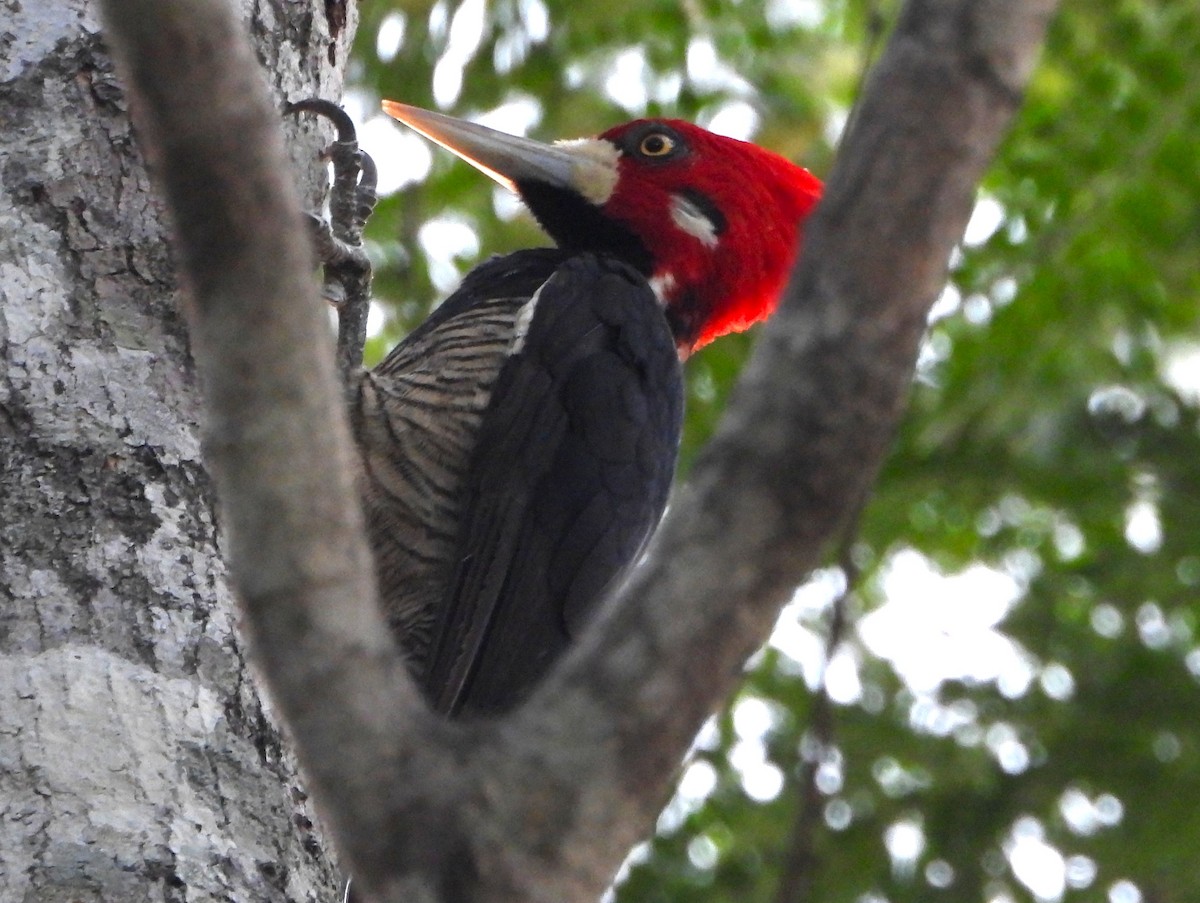 Crimson-crested Woodpecker - ML644826217
