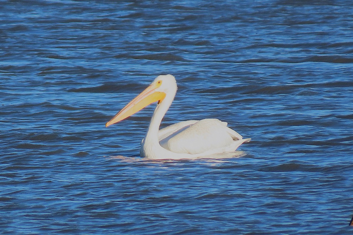 Amerika Pelikanı - ML644826220