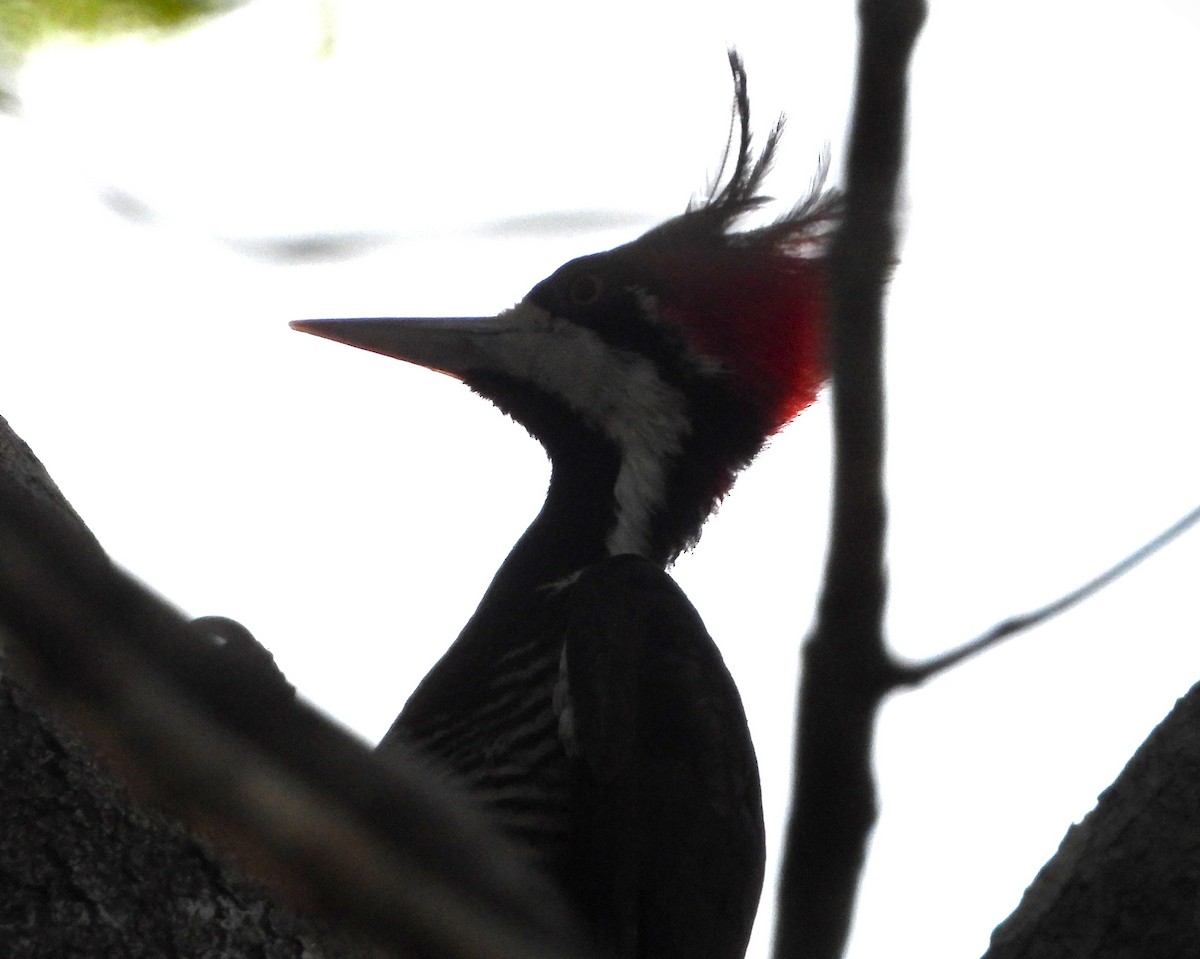 Crimson-crested Woodpecker - ML644826222
