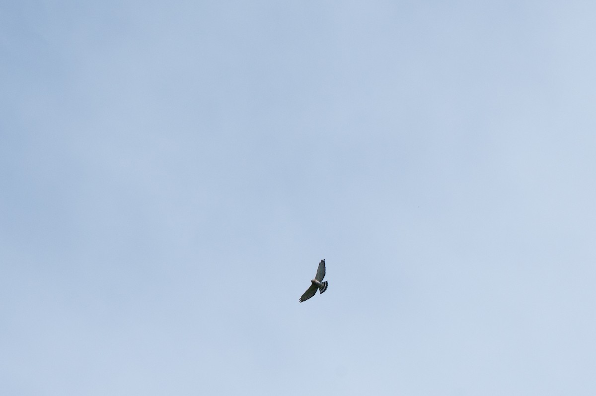 Broad-winged Hawk - ML644826223