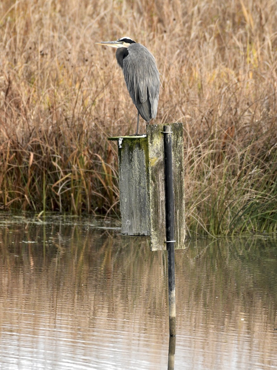 Great Blue Heron - ML644826238