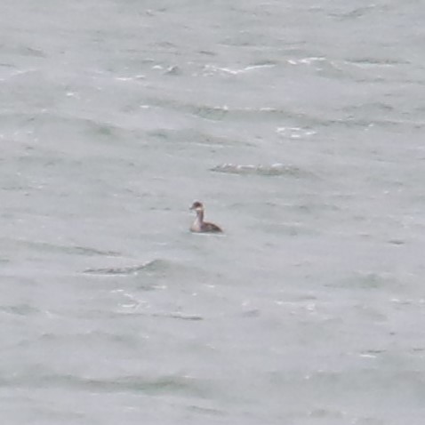 Somormujo Cuellirrojo - ML644826240