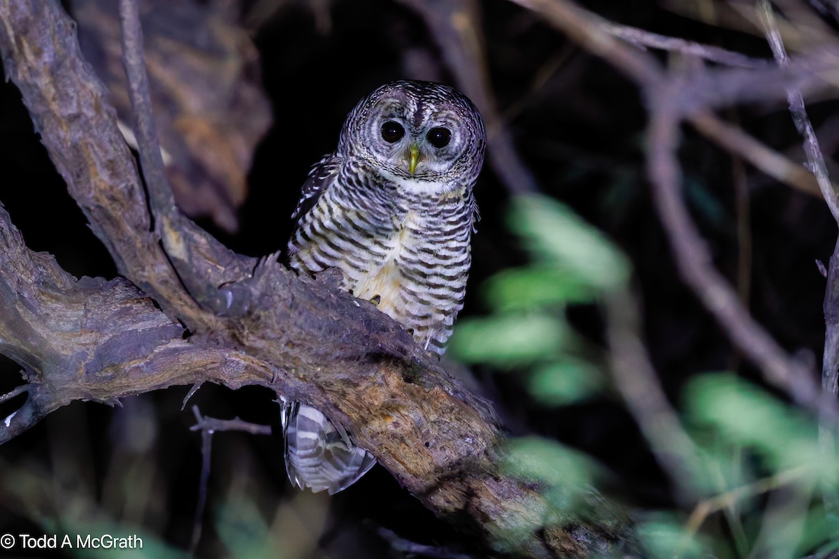 Чакская неясыть - ML644826241