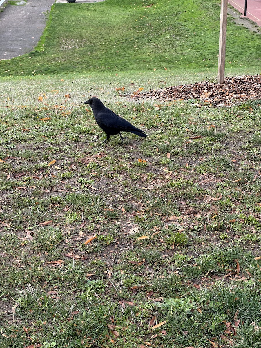 American Crow - ML644826256