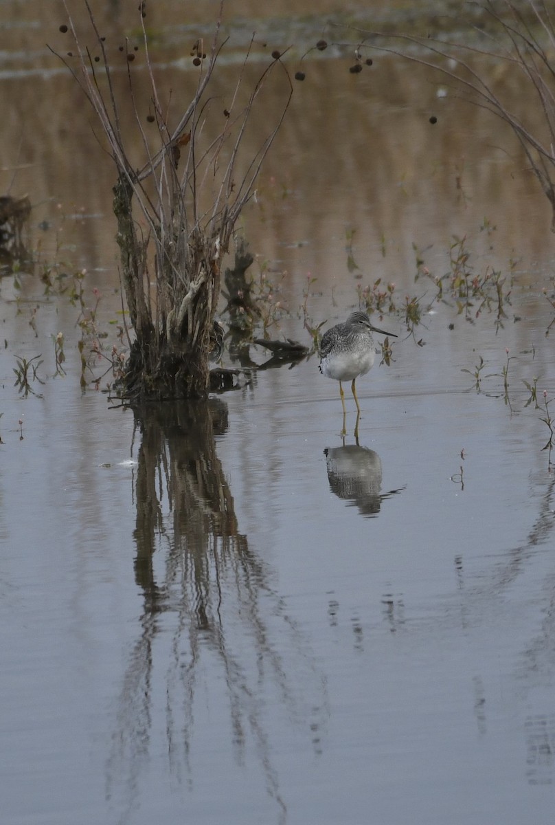Greater Yellowlegs - ML644826257
