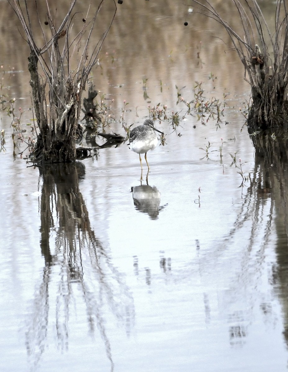 Greater Yellowlegs - ML644826258