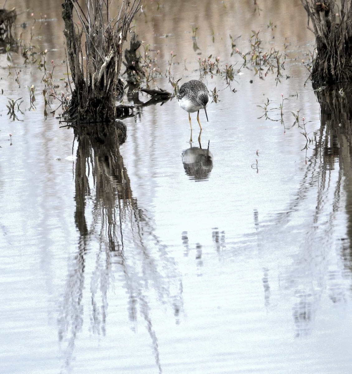 Greater Yellowlegs - ML644826262