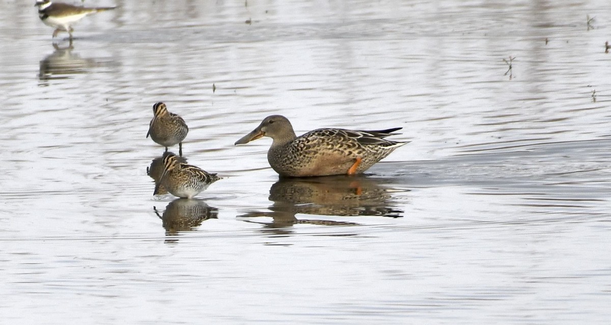 Northern Shoveler - ML644826274