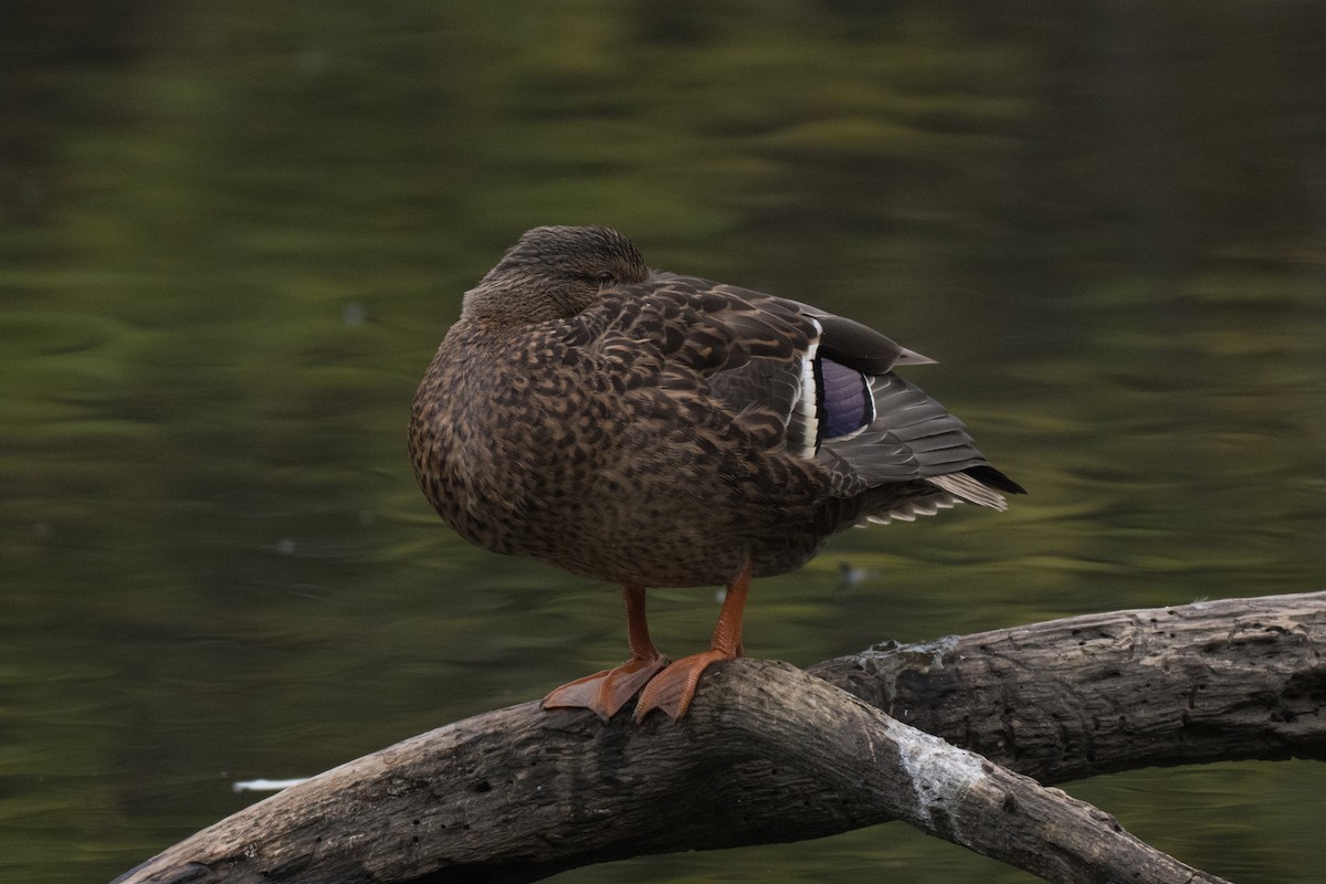 Mallard - ML644826279