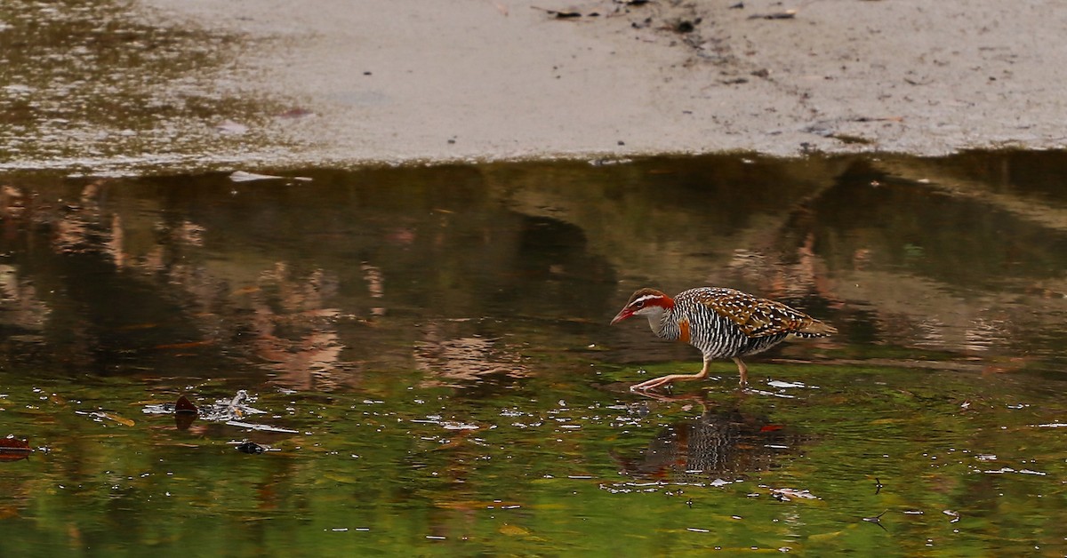 Buff-banded Rail - ML644826280
