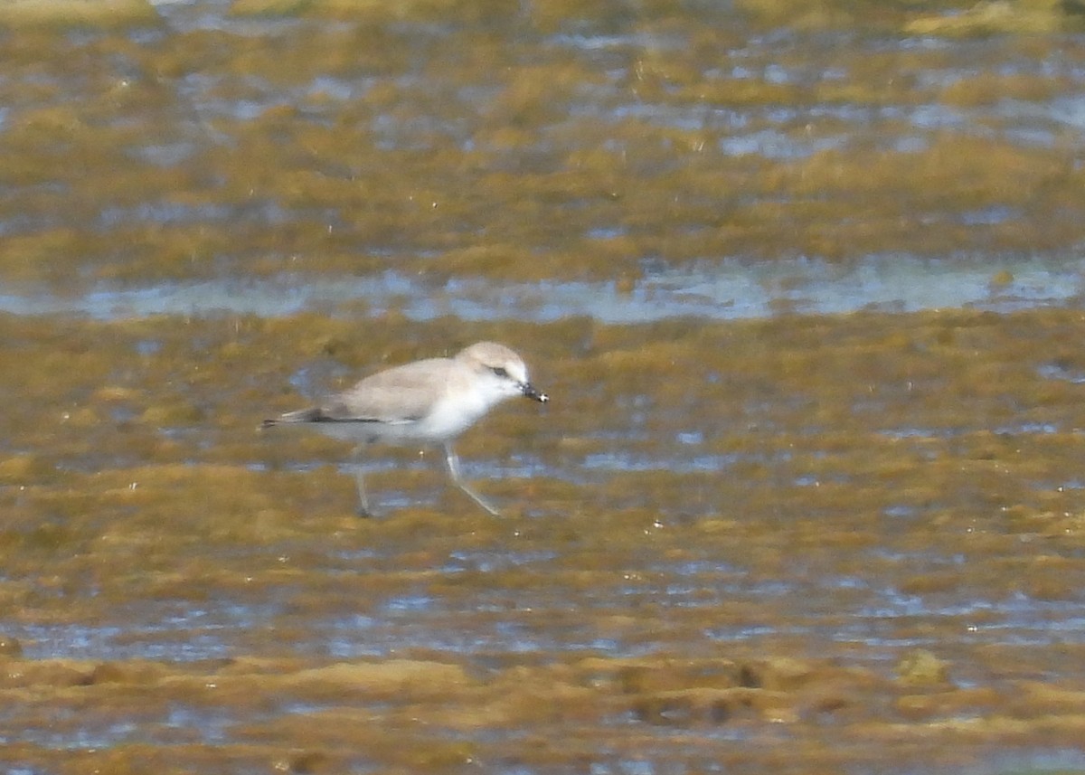 White-fronted Plover - ML644826291