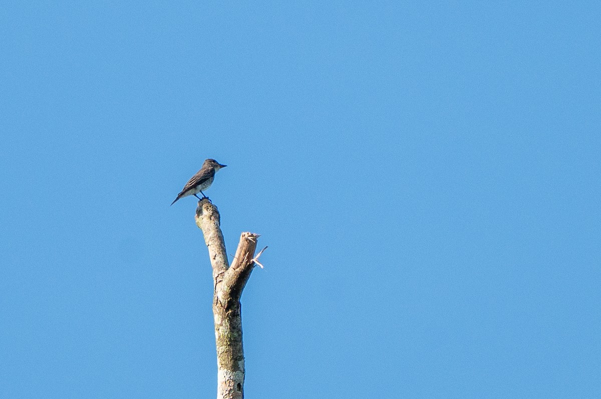 ナキヒタキモドキ - ML644826292