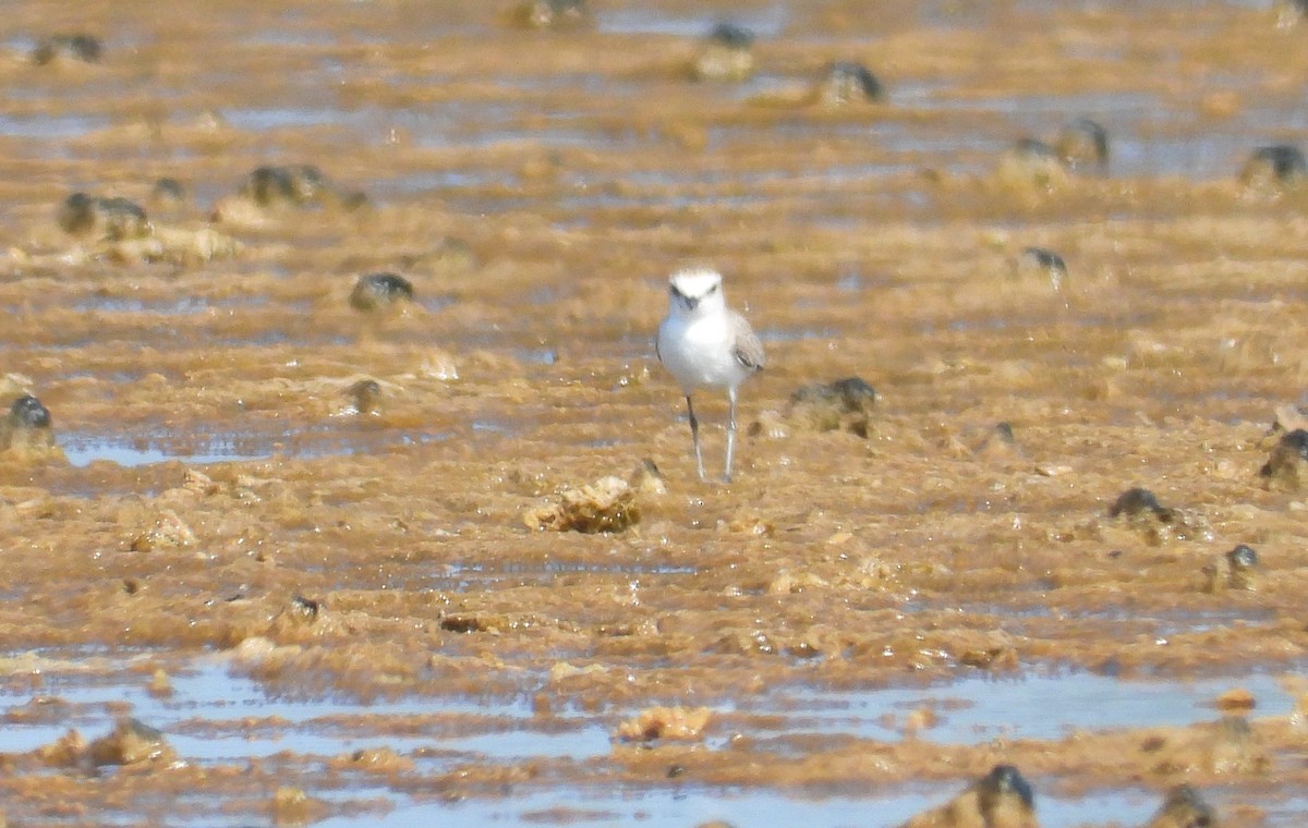 White-fronted Plover - ML644826303